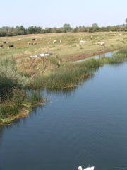 The New Bedford River at Earith Bridge