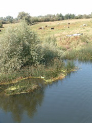 The New Bedford River at Earith Bridge