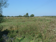 The Washes at Earith Bridge