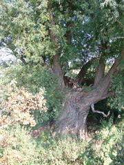 willow tree at Sutton Gault